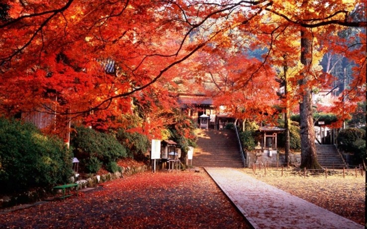 114年度日本九州賞楓之旅10/29-11/2